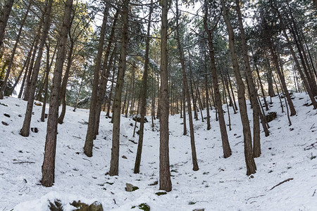 冬天和白雪皑的森林照片图片