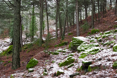 冬天和白雪皑的森林照片图片