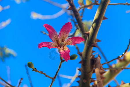 丝绒树的粉红色花朵图片