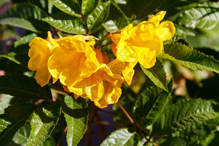 Tecoma斯坦花常见名称包括黄色小号灌木黄色铃铛黄色图片
