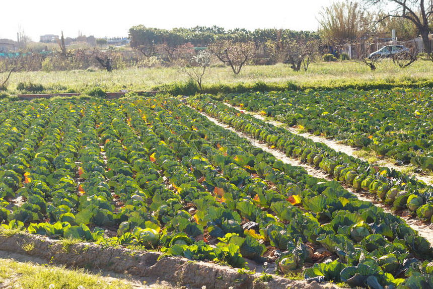 西班牙加泰罗尼亚巴塞罗那省贝克斯洛布雷加特地区洛布雷加特河口附近的生菜和图片