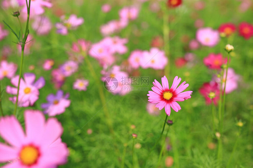 美丽的波斯菊花在大自然的花园里绽放图片