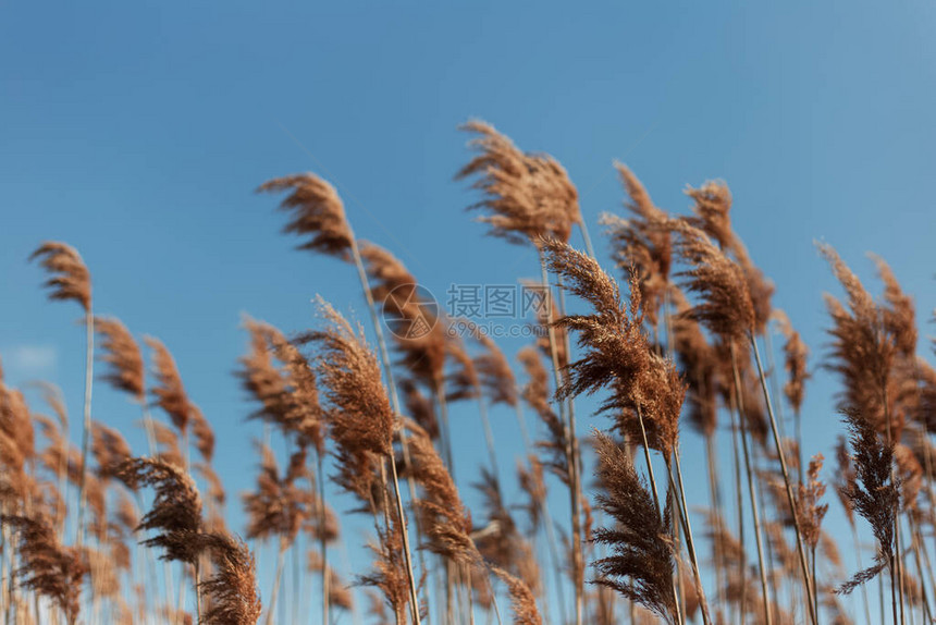 蓝色天空背景的干鳕图片