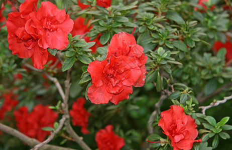 花园里的红花朵是阿萨莱亚图片
