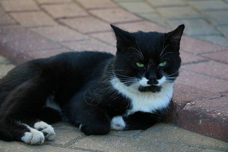 躺在瓷砖上的街猫图片