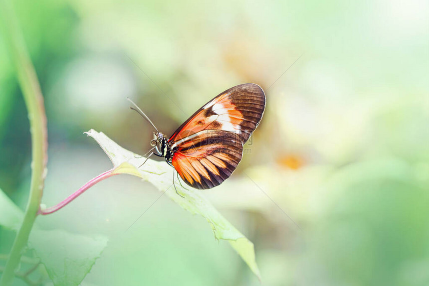 Heliconiusmelpomene蝴蝶特写镜头宏指令野生红橙昆虫动物坐在外面花园公的绿叶上自然栖息地中常见的邮图片