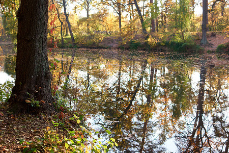 秋天的落叶漂浮在森林池塘上岸边的树图片