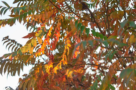 秋天的树叶特写图片