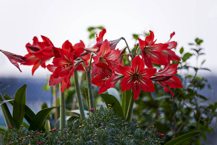 盛开的红色朱顶红灌木背景图片