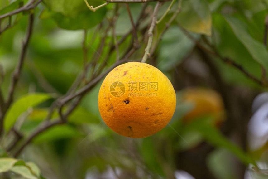 橙树真正的熟橙子和许多树枝因干图片