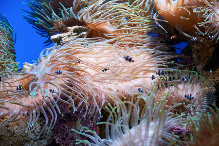 粉红珊瑚水下风景水族馆图片