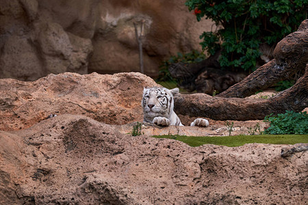 动物园里的白虎在动物园放松图片