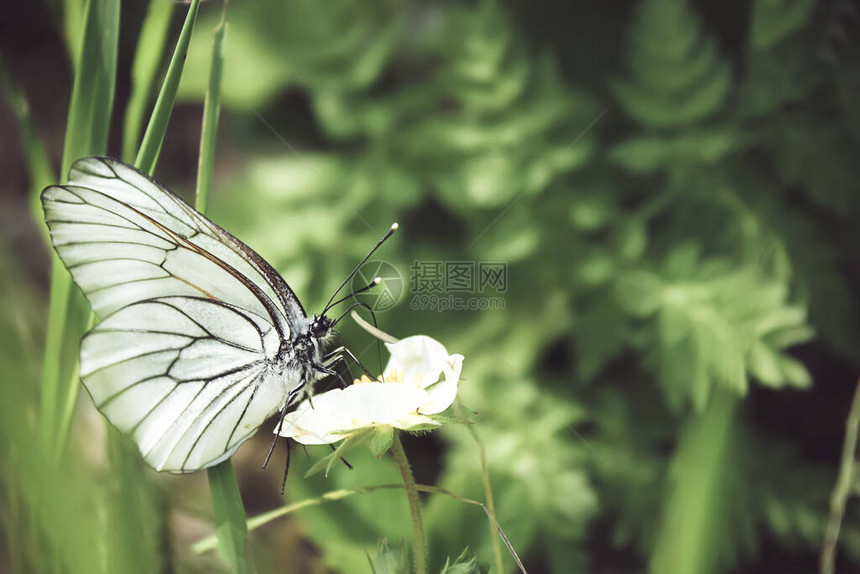 在森林的绿色植物上拍到一幅美丽的黑菜白蝴蝶夏季自然景观图片