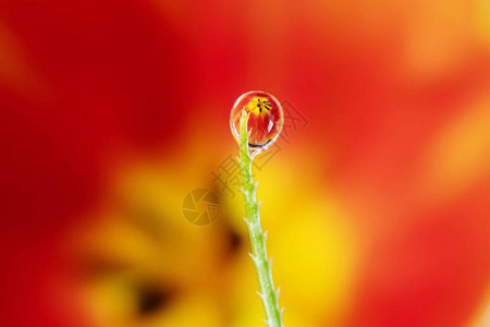 前景中的绿色草叶上的水滴背景中的红黄色郁金香反映在水滴中在焦点一滴图片