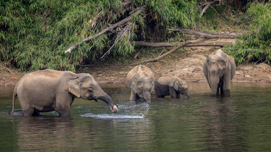 野生大象以河中的水生植物为食图片