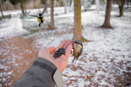 在严寒的冬季喂养鸟类自然保护的概图片