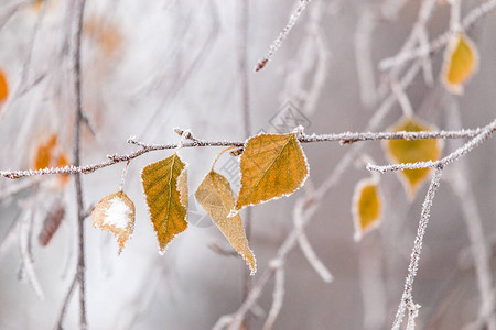 Birch树叶被浓密的冰冻覆图片
