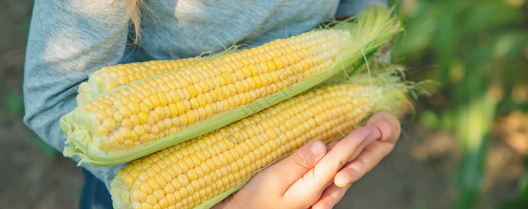 玉米在田地上儿童手中有选择的图片