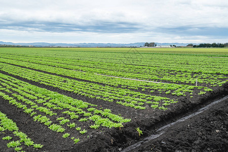 农业领域与长连成一排的青食菜植物相融合图片