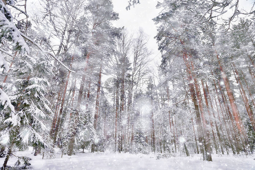 寒冬清晨在松树森林风景中一片明图片