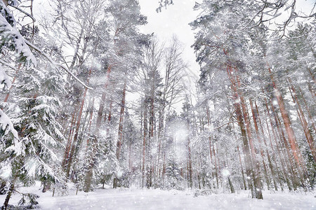 寒冬清晨在松树森林风景中一片明背景图片