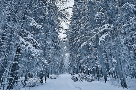 寒冬的树枝阴暗的白雪背景纹理森图片