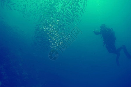 潜水员和鱼类鱼龙卷风水下观察水下生态系图片