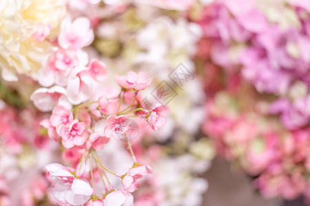 花卉背景有精致粉红色花朵的墙壁图片