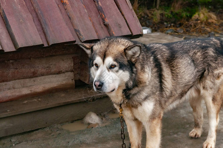 木狗屋附近的大哈士奇雪橇犬图片