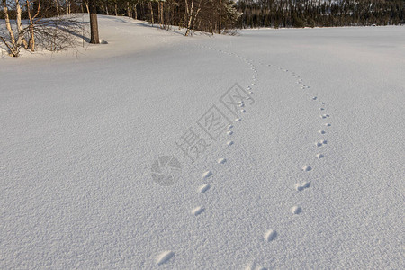 雪中动物足迹的白色背景摘要白本图片