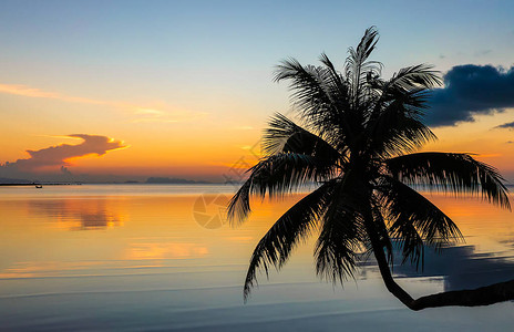 用热带棕榈树环绕的热带棕榈树图片