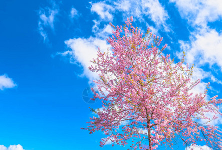 樱桃杏树枝在春光中盛开天空蓝得背景图片