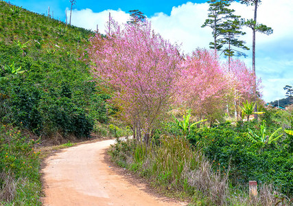 农村高原入村的郊区街道樱花迎春图片