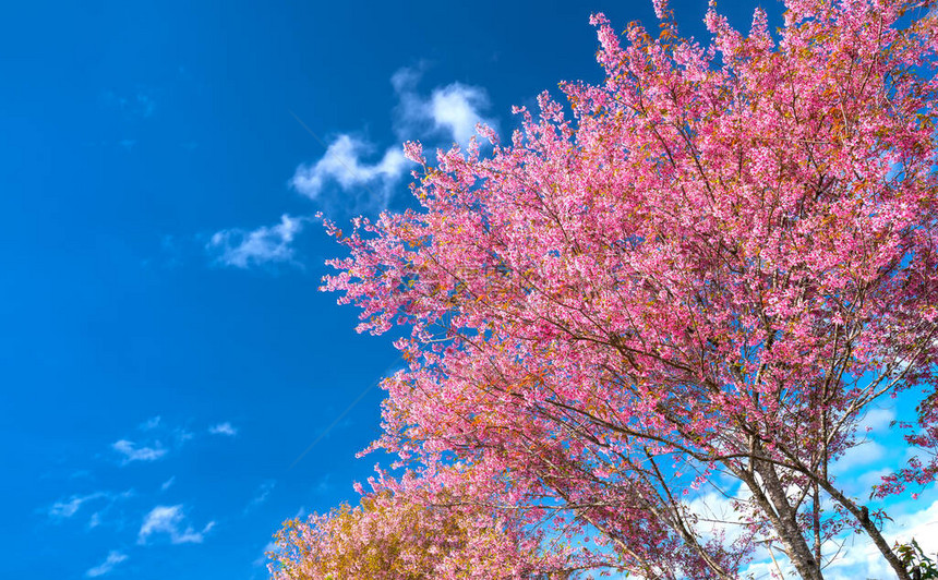 白樱桃树在阳光明媚的清晨开花图片