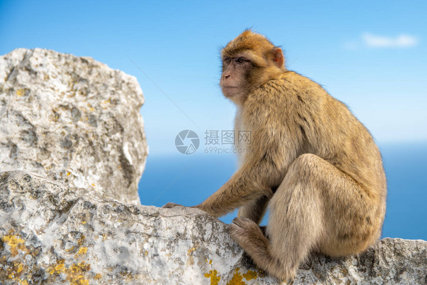 在悬崖上观望周围的猴子图片