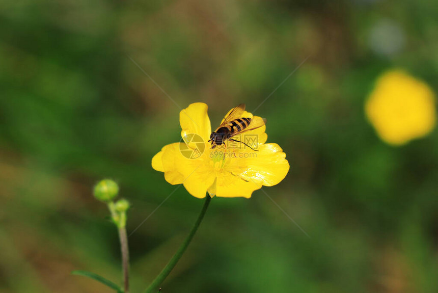 理想的Calthapalustris在草地中间Hoverfly坐在黄色的花朵上并赚取一些花蜜花蝇或食蚜蝇为金蒺藜授粉森林图片
