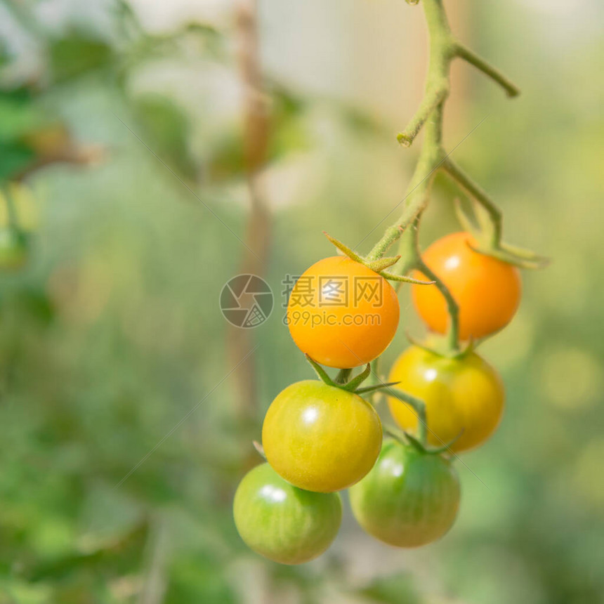 在美国华盛顿温室农场的樱桃西红柿集群图片