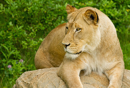 狮子的肖像Panther图片
