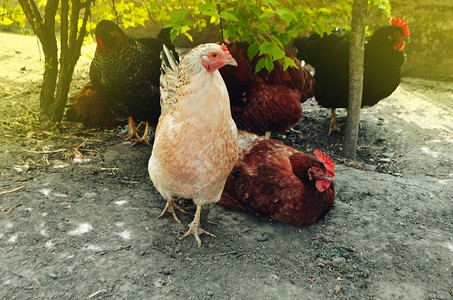 农场自由放养活鸡母鸡在绿色围场自由漫步自由放养母鸡农场背景图片