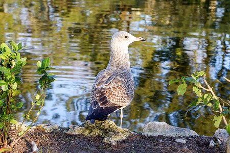 灰海鸥站在池塘岸边图片