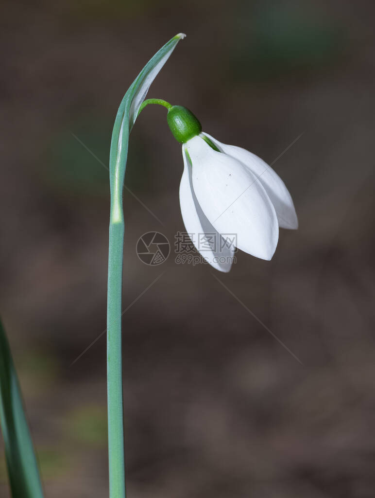 白花冬花和雪花莲的照片图片