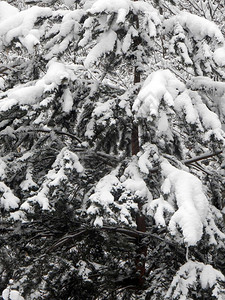雪覆盖的松树枝在阴云天冬林的图片