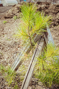 一棵种植在地下的针叶树有木支架避暑别墅图片