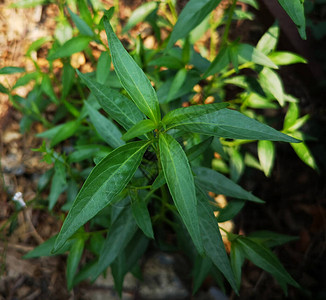 泰国草本苦药王学名穿心莲圆锥状图片