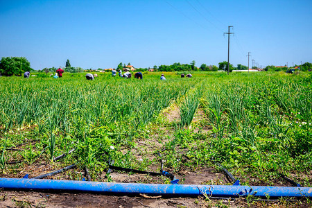 塑料灌溉管道被放置在年轻洋葱种植场上图片