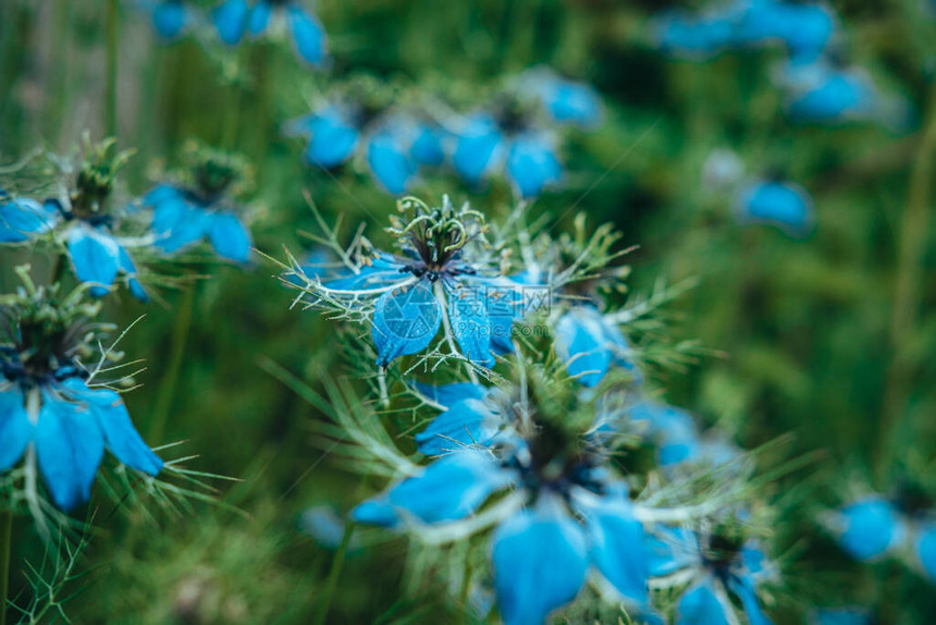 青蓝的花朵在大开花朵中图片