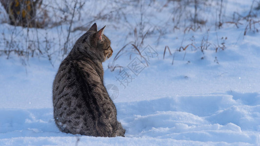 无家可归的野猫坐在雪地里复制空间图片