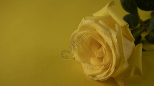 黄色玫瑰特写在黄色背景上图片