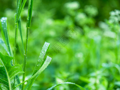 自然草原背景模式清晨在草图片