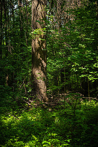森林厚林地风景与树图片
